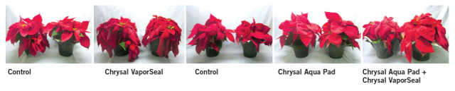 'Premium Red¹ poinsettia