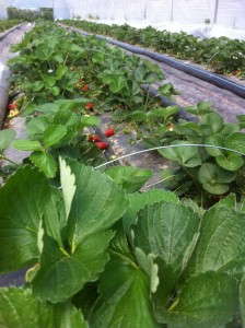 High Tunnel Strawberries