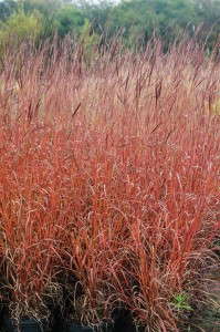 Andropogon gerardi 'Dancing Wind' from Intrinsic Perennial Gardens