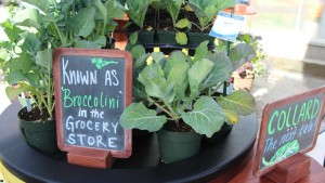 Sakata Donates Plants And Flowers To Support Salinas Fair