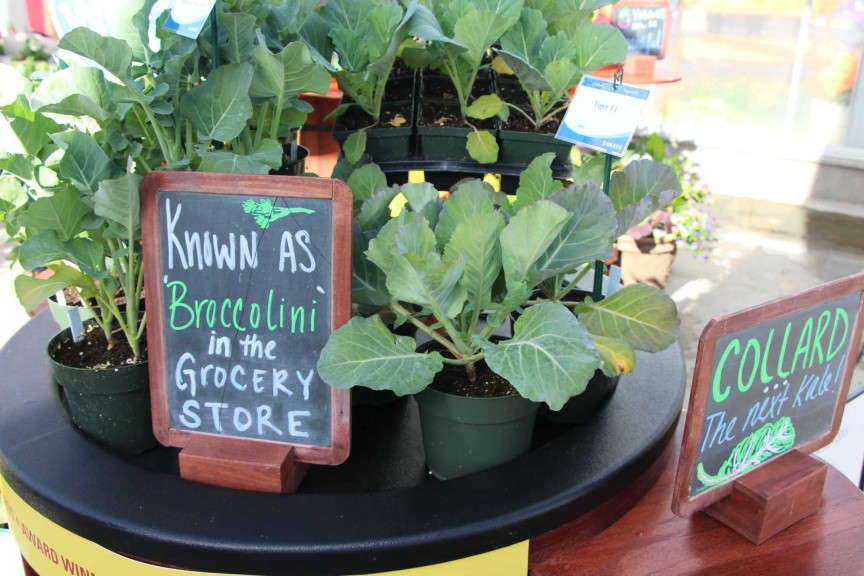 'Aspabroc' from Sakata