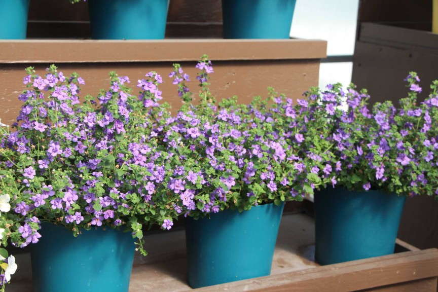 Bacopa scopia 'Double Indigo' from Danziger