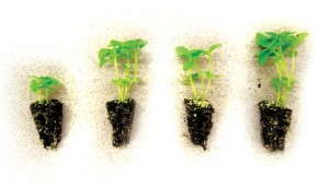 Switching To Organic Fertilizer