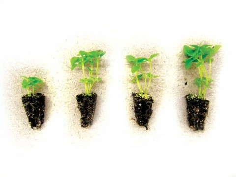 Switching To Organic Fertilizer - Greenhouse Grower