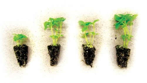 Switching To Organic Fertilizer