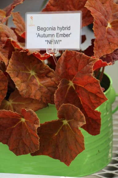 Begonia hybrid 'Autumn Ember' from Cultivaris