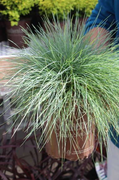 'Beyond Blue' festuca from Southern Living Plant Collection