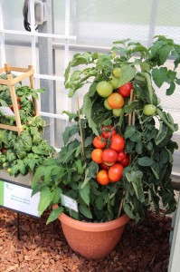 'Big League' tomato from Vegetalis