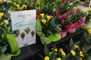 Callafornia series from Golden State Bulb Growers