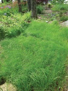 Carex pensylvanica