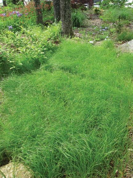 Carex pensylvanica