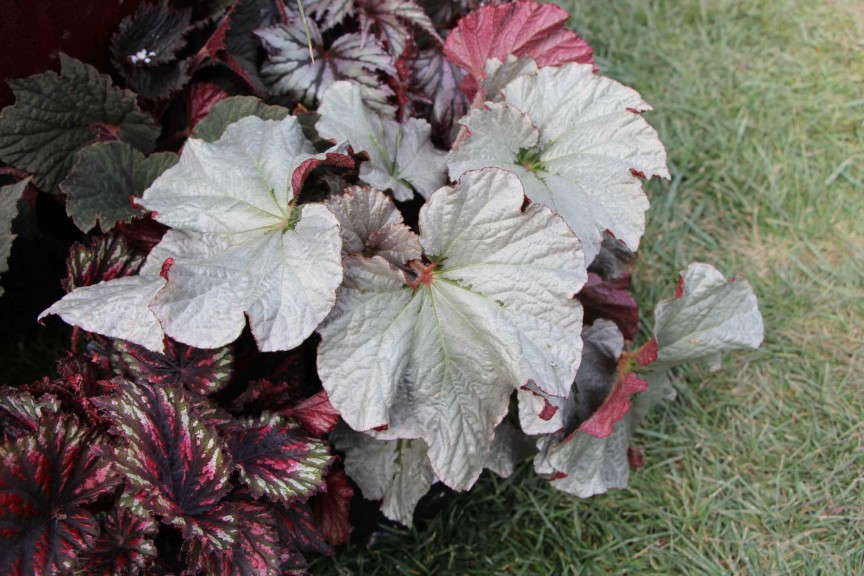 'Cool Breeze Pewter' from Terra Nova