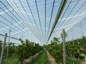 Cravo X-Frame (Cravo)