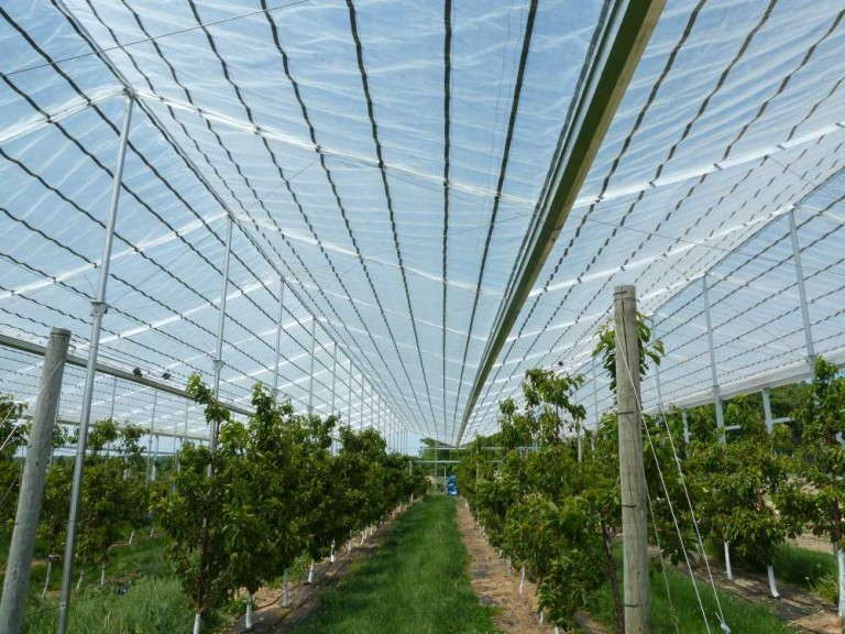 Cravo X-Frame (Cravo)