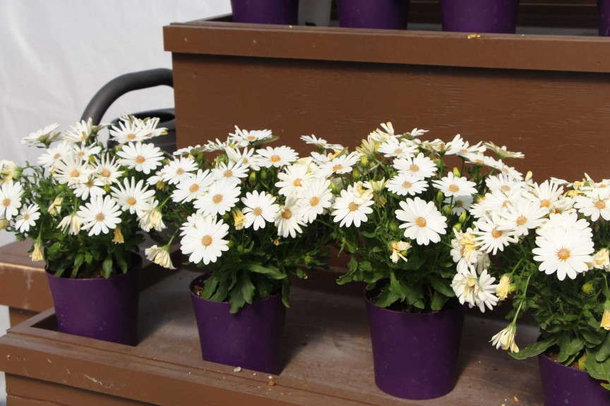 Danziger's osteospermum 'Ostica Meringue'