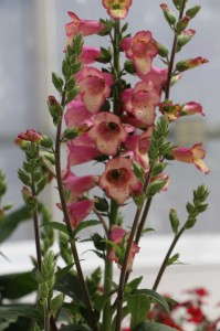 Digiplexis 'Berry Canary' from Cultivaris