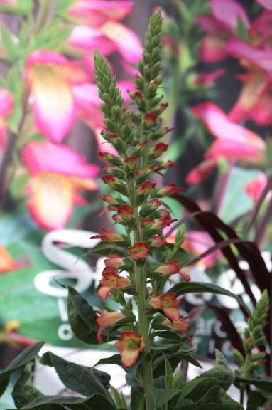 Digiplexis 'Illumination Flame' from Sunset