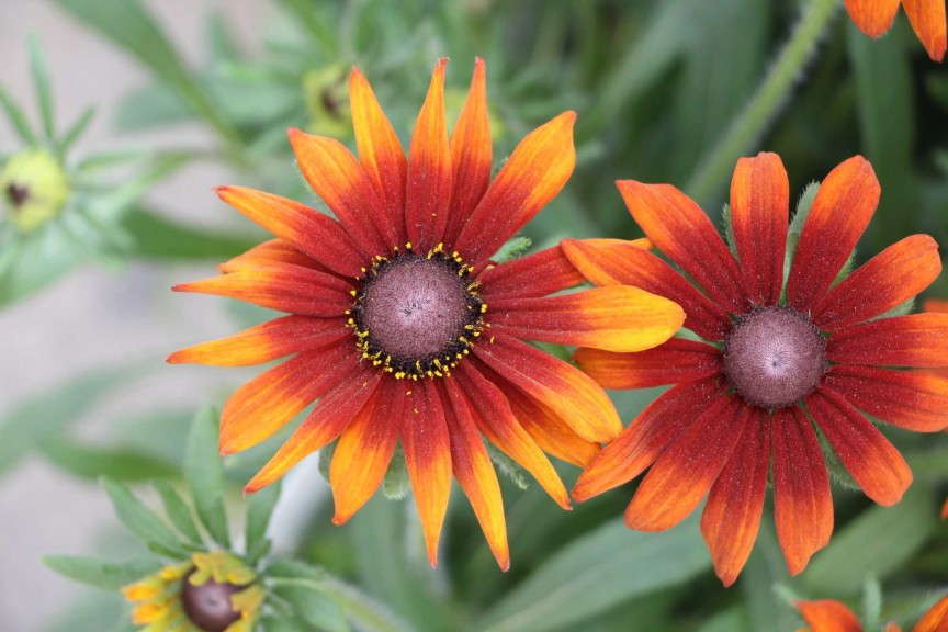 Echibeckia 'Summerina' from Pacific Plug & Liner