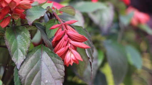 Two New Salvias Added To Southern Living Plant Collection And Sunset Western Garden Collection