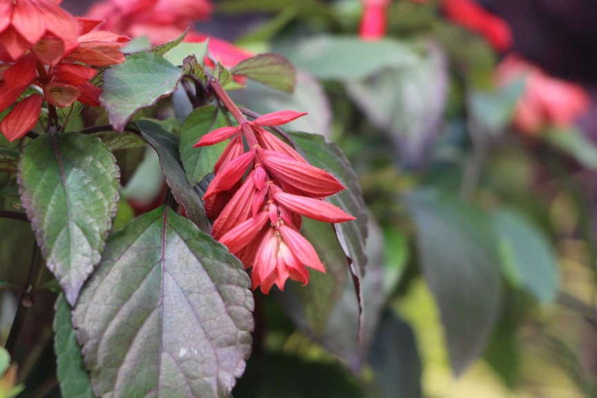 'Ember's Wish' salvia from Sunset WesternGarden Collection
