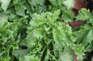 'Emerald Frills' basil from Burpee Home Garden