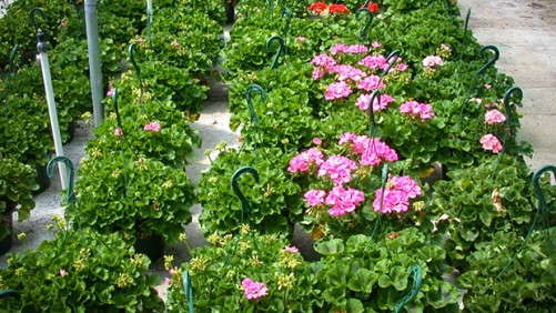 Ethephon Is  A Cost-Effective Option For Improved Plant Structure, Preventing Early Flowering And Controlling Excessive Growth