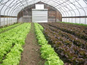 Fall Tunnel Lettuce