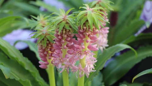 Spring Trials Introductions From Danziger, Benary, Golden State Bulb And Others [Slideshow]