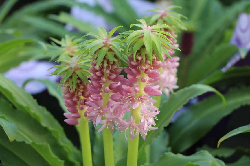 Fragrant hybrid 'Aloha Lily Nani' eucomis from Golden State Bulb