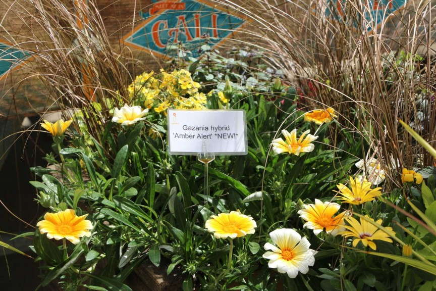 Gazania hybrid 'Amber Alert' from Cultivaris