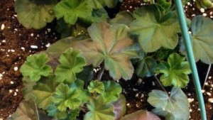 Growers Report Nutritional Problems On Geraniums