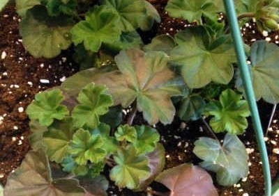Growers Report Nutritional Problems On Geraniums