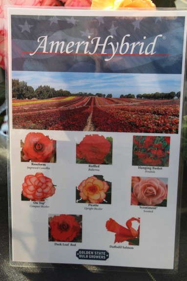 American-Bred At Golden State Bulb