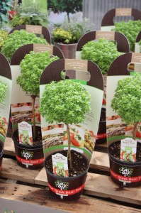 Pacific Plug & Liner's Greek Basil Tree Packaging