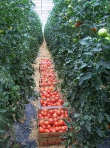High Tunnel Tomatoes