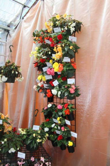 Hanging Plants At Benary