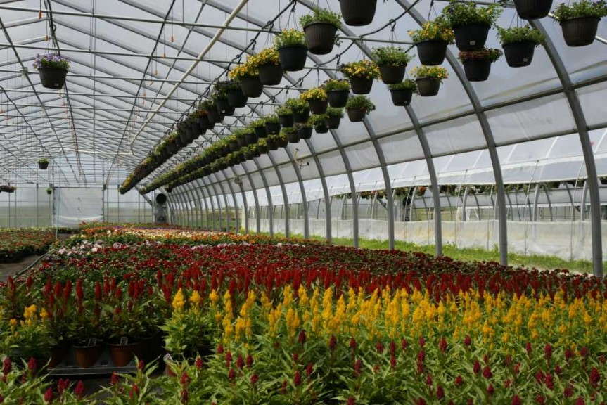 Ovaltech 42 Arches (Harnois)