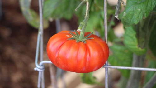 Eight Standout Vegetables From Spring Trials [Slideshow]
