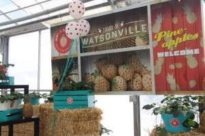 Marketing Hula Berries At Pacific Plug & Liner