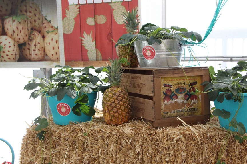 'Hula Berry' strawberry from Pacific Plug & Liner