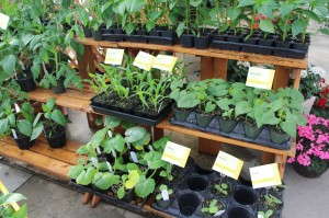 Community Garden Plants