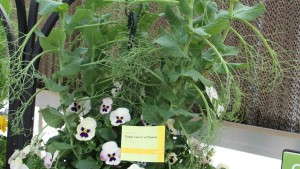 Syngenta Displays Vegetables The Way Consumers Want To Use Them