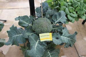 Broccoli Is A Cool Season Veggie