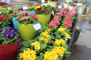 Danessa Primula Series from Sakata