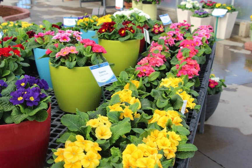 Danessa Primula Series from Sakata