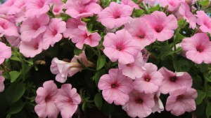 Spring Trial Introductions From Sakata, Hem Genetics, Takii And Thompson And Morgan [Slideshow]