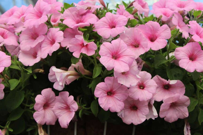 Petunia 'Pink Radiance' from Sakata