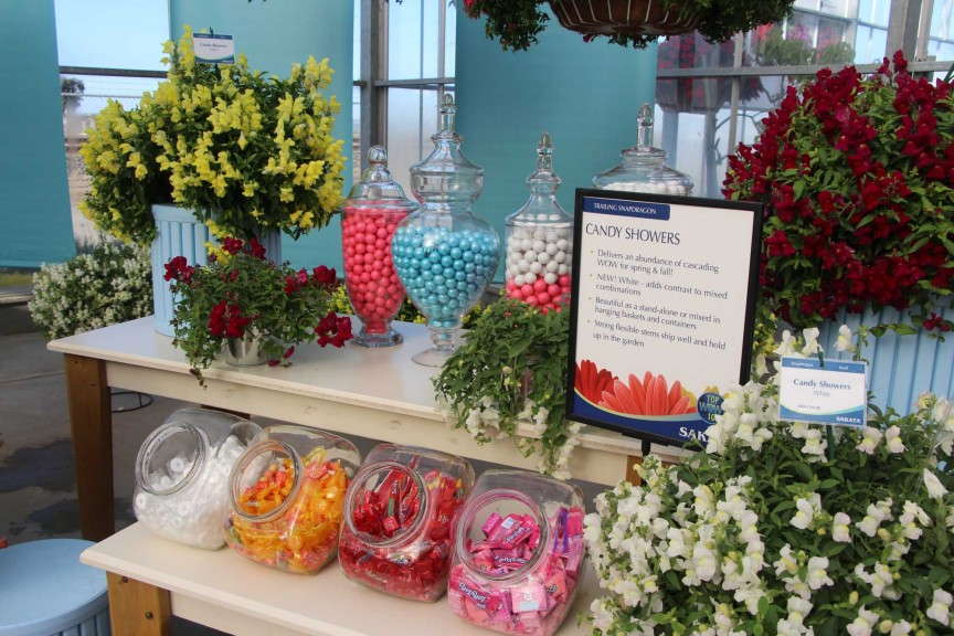 Candy Showers series display from Sakata