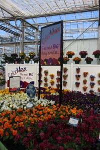 ColorMax Violas from Sakata