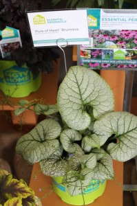 HGTV HOME Plant Collection 'Pure of Heart' Brunnera